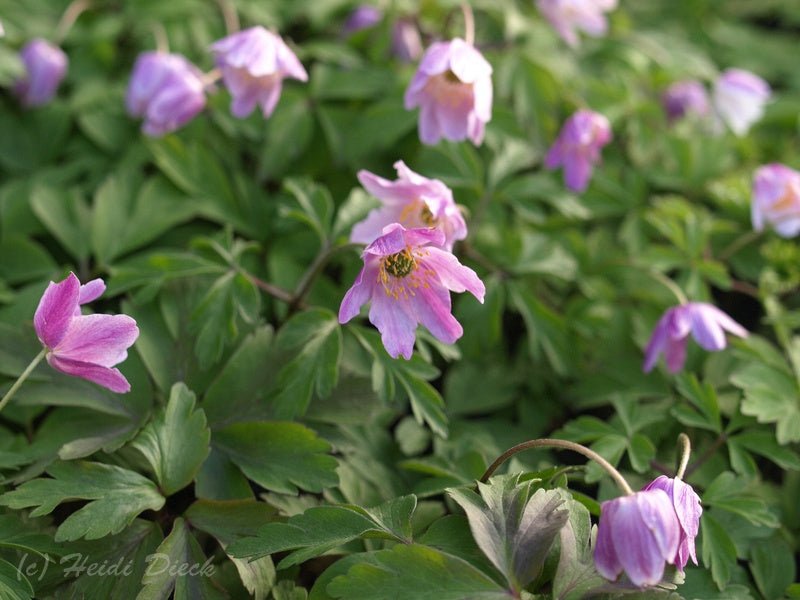 Anemone nemorosa 'Kentish Pink' - Herrenkamper Gärten - Pflanzenraritäten