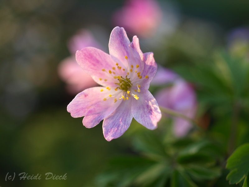 Anemone nemorosa 'Kentish Pink' - Herrenkamper Gärten - Pflanzenraritäten