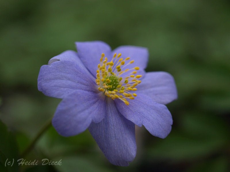 Anemone nemorosa 'Lismore Blue' - Herrenkamper Gärten - Pflanzenraritäten