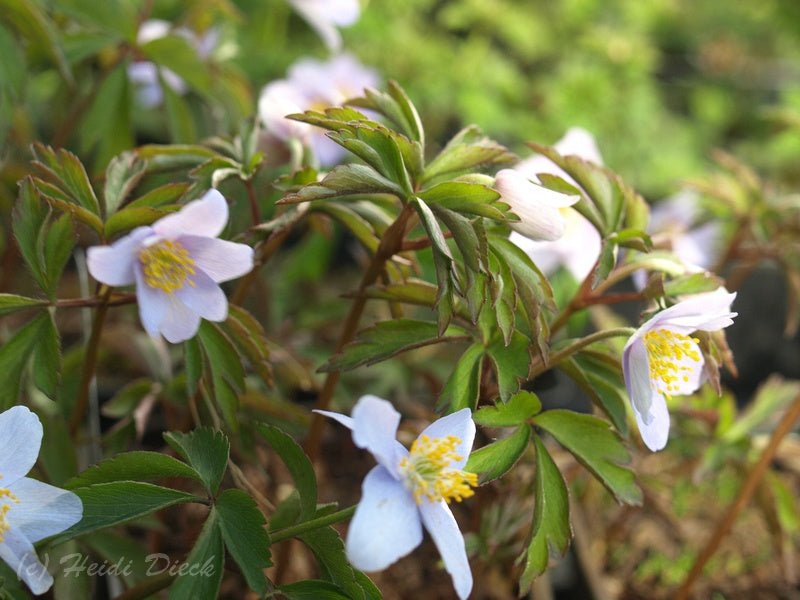 Anemone nemorosa 'Lismore Blue' - Herrenkamper Gärten - Pflanzenraritäten