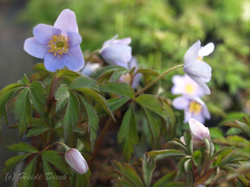 Anemone nemorosa 'Lismore Blue' - Herrenkamper Gärten - Pflanzenraritäten