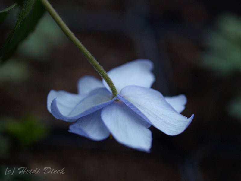 Anemone nemorosa 'Lismore Blue' - Herrenkamper Gärten - Pflanzenraritäten