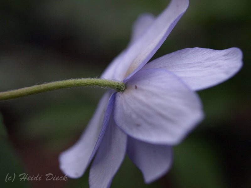 Anemone nemorosa 'Lismore Blue' - Herrenkamper Gärten - Pflanzenraritäten