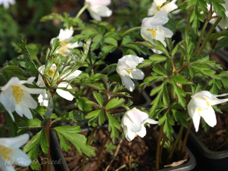 Anemone nemorosa 'Lychette' - Herrenkamper Gärten - Pflanzenraritäten