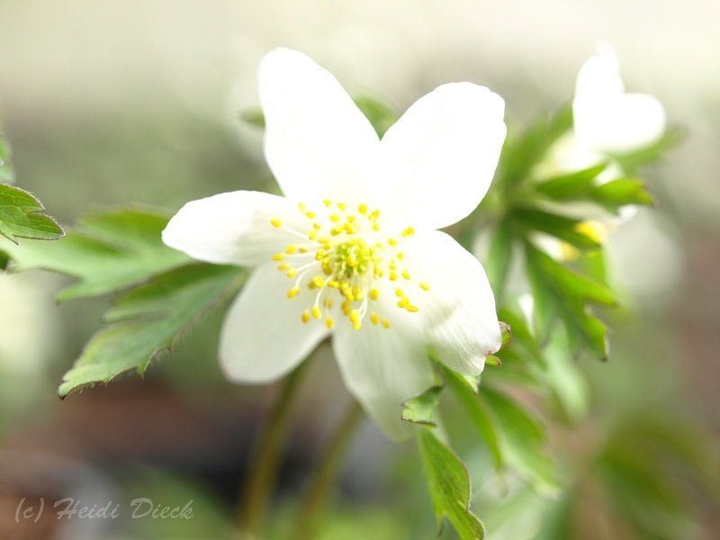 Anemone nemorosa 'Lychette' - Herrenkamper Gärten - Pflanzenraritäten