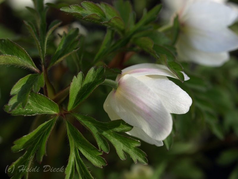 Anemone nemorosa 'Lychette' - Herrenkamper Gärten - Pflanzenraritäten