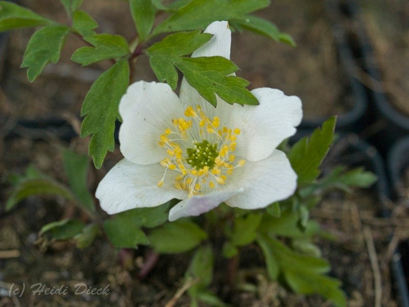 Anemone nemorosa 'Lychette' - Herrenkamper Gärten - Pflanzenraritäten