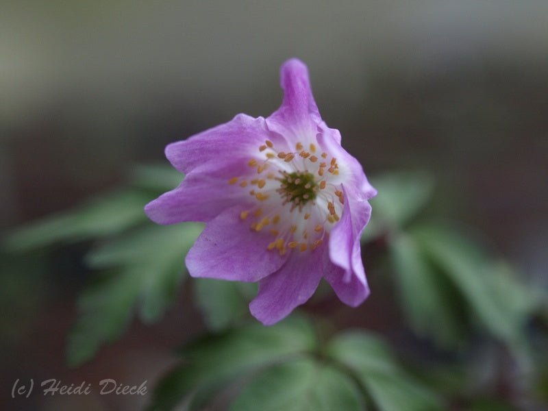 Anemone nemorosa 'Monja' - Herrenkamper Gärten - Pflanzenraritäten