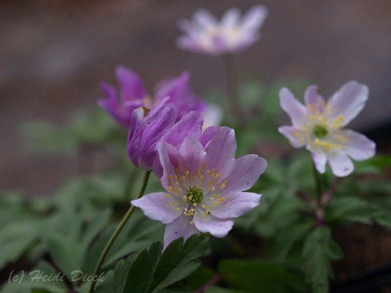 Anemone nemorosa 'Monja' - Herrenkamper Gärten - Pflanzenraritäten