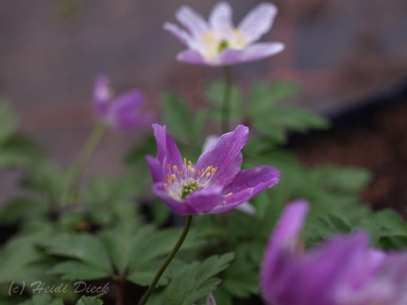 Anemone nemorosa 'Monja' - Herrenkamper Gärten - Pflanzenraritäten