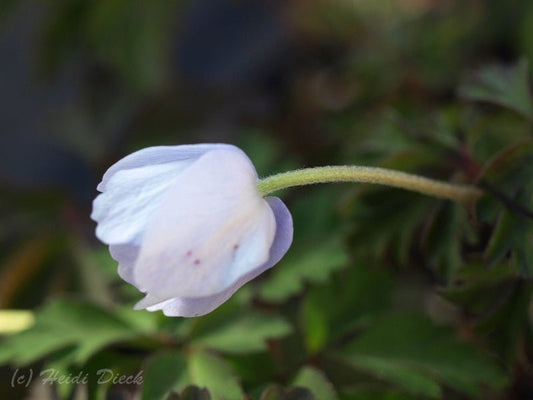 Anemone nemorosa 'Parlez Vouz' - Herrenkamper Gärten - Pflanzenraritäten