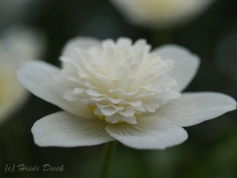 Anemone nemorosa 'Plena' - Herrenkamper Gärten - Pflanzenraritäten