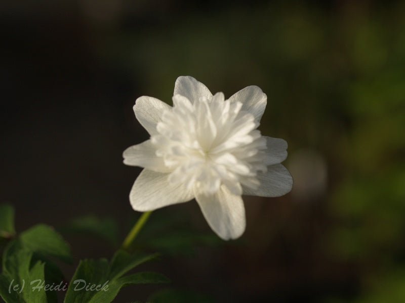 Anemone nemorosa 'Plena' - Herrenkamper Gärten - Pflanzenraritäten