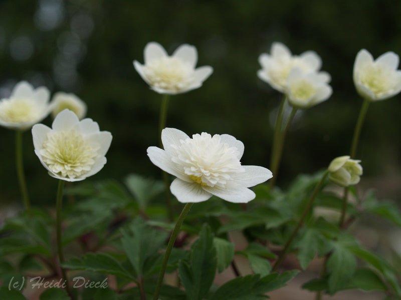 Anemone nemorosa 'Plena' - Herrenkamper Gärten - Pflanzenraritäten