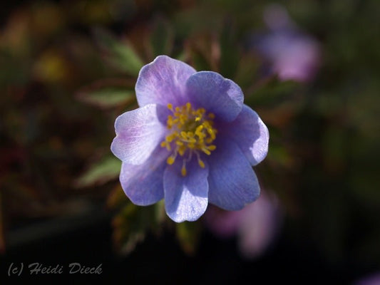 Anemone nemorosa 'Robinsoniana' - Herrenkamper Gärten - Pflanzenraritäten