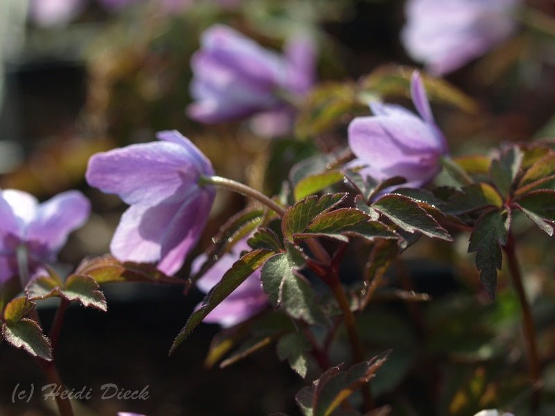 Anemone nemorosa 'Robinsoniana' - Herrenkamper Gärten - Pflanzenraritäten