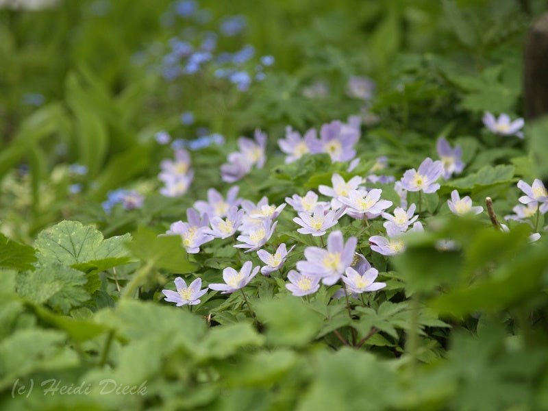 Anemone nemorosa 'Robinsoniana' - Herrenkamper Gärten - Pflanzenraritäten