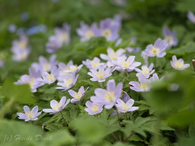 Anemone nemorosa 'Robinsoniana' - Herrenkamper Gärten - Pflanzenraritäten