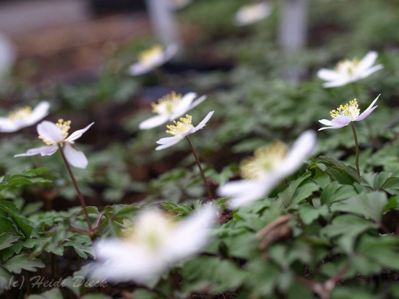 Anemone nemorosa 'Rosea' - Herrenkamper Gärten - Pflanzenraritäten