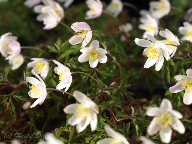 Anemone nemorosa 'Rosea' - Herrenkamper Gärten - Pflanzenraritäten