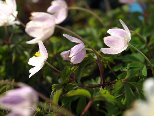 Anemone nemorosa 'Rosea' - Herrenkamper Gärten - Pflanzenraritäten