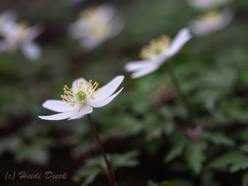 Anemone nemorosa 'Rosea' - Herrenkamper Gärten - Pflanzenraritäten