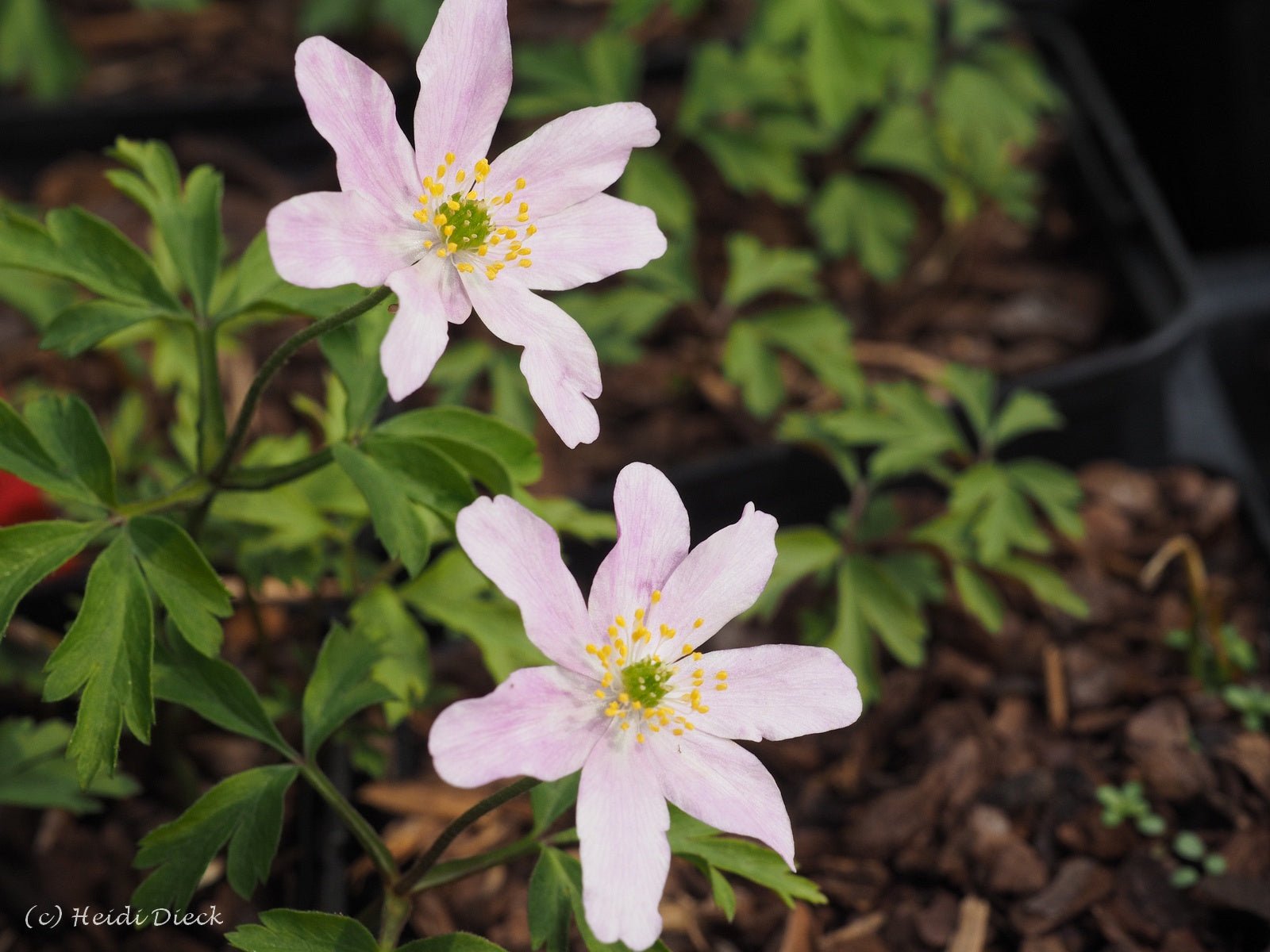 Anemone nemorosa 'Rotkäpchen' - Herrenkamper Gärten - Pflanzenraritäten