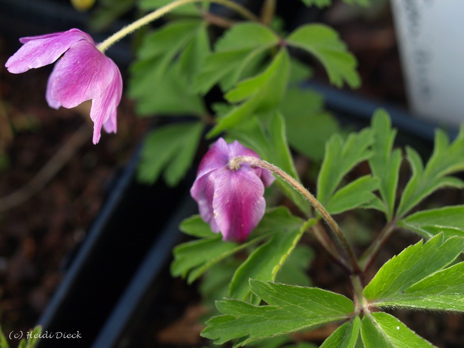 Anemone nemorosa 'Rotkäpchen' - Herrenkamper Gärten - Pflanzenraritäten