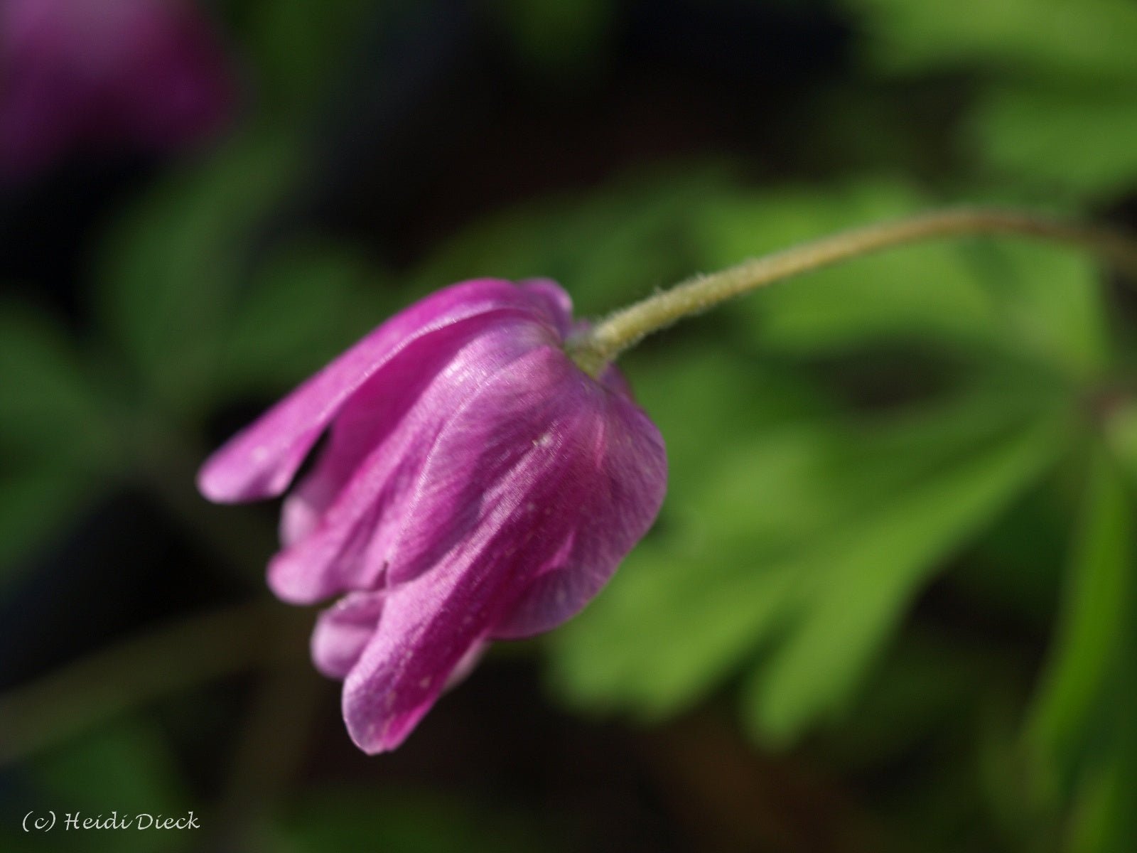 Anemone nemorosa 'Rotkäpchen' - Herrenkamper Gärten - Pflanzenraritäten