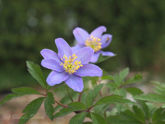 Anemone nemorosa 'Royal Blue' - Herrenkamper Gärten - Pflanzenraritäten