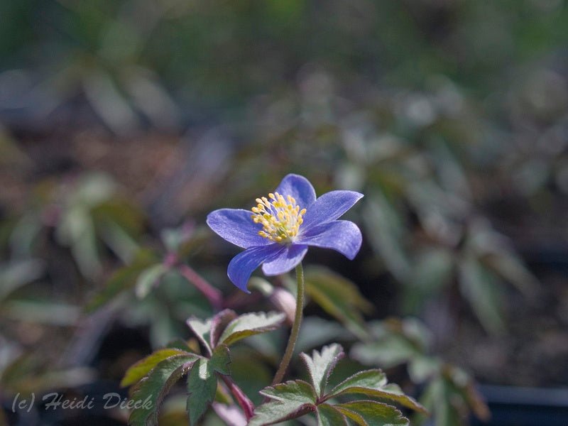 Anemone nemorosa 'Royal Blue' - Herrenkamper Gärten - Pflanzenraritäten