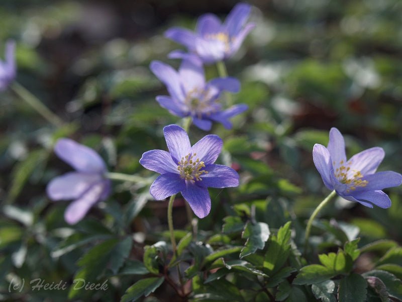 Anemone nemorosa 'Royal Blue' - Herrenkamper Gärten - Pflanzenraritäten