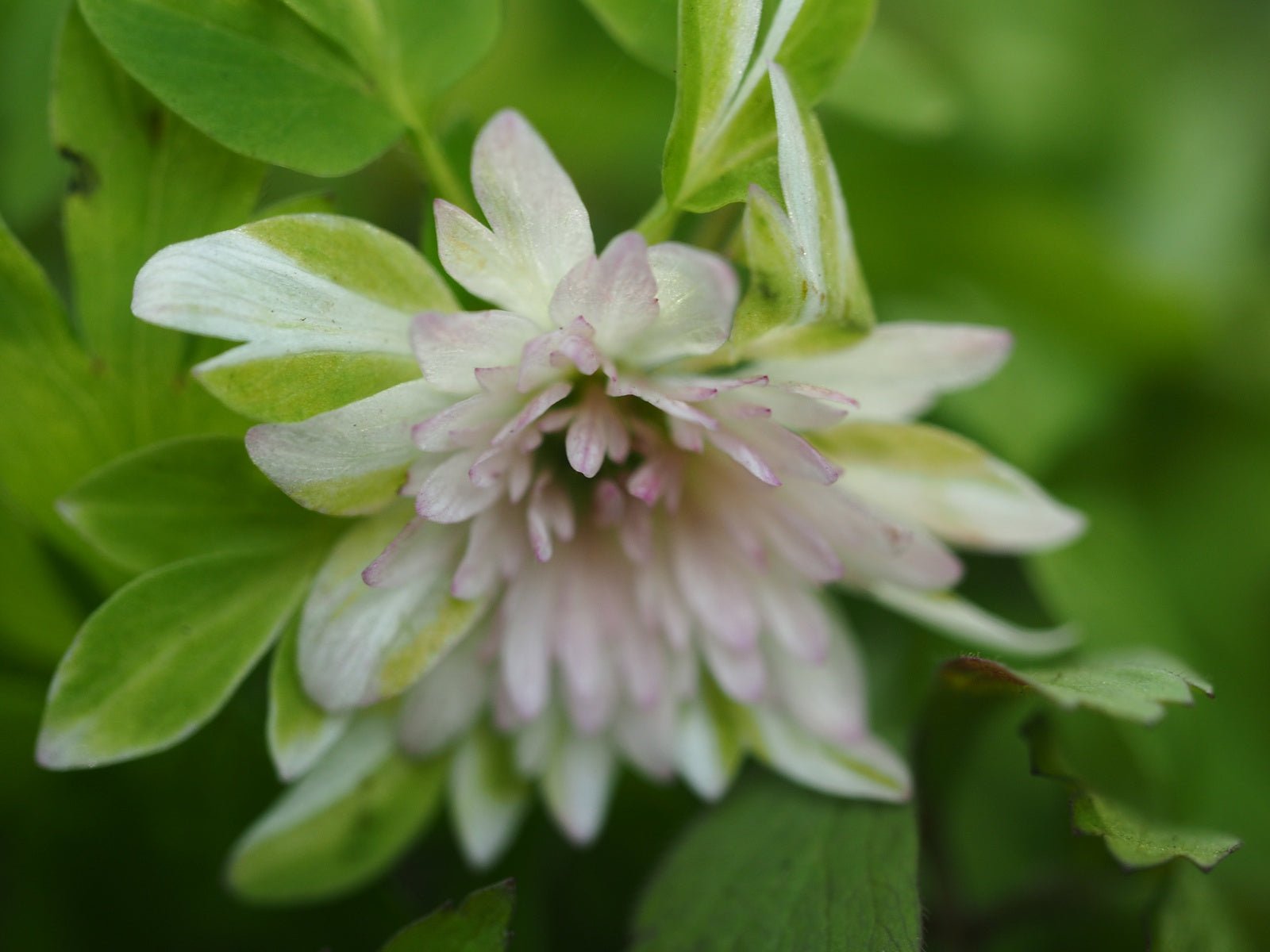 Anemone nemorosa 'Stammerberg' - Herrenkamper Gärten - Pflanzenraritäten