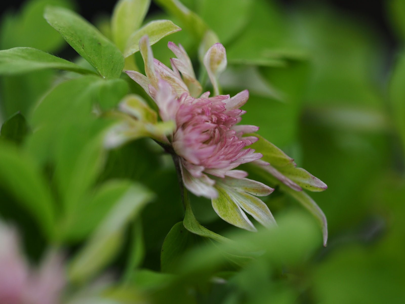 Anemone nemorosa 'Stammerberg' - Herrenkamper Gärten - Pflanzenraritäten