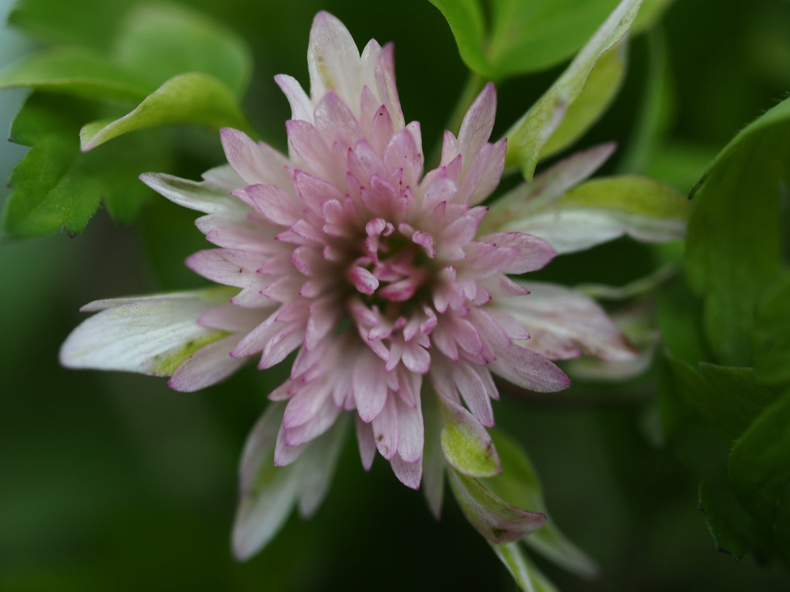 Anemone nemorosa 'Stammerberg' - Herrenkamper Gärten - Pflanzenraritäten