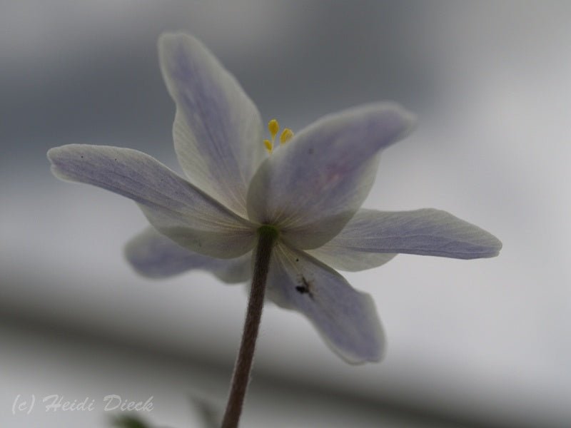 Anemone nemorosa 'Tabea' - Herrenkamper Gärten - Pflanzenraritäten