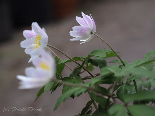 Anemone nemorosa 'Tabea' - Herrenkamper Gärten - Pflanzenraritäten