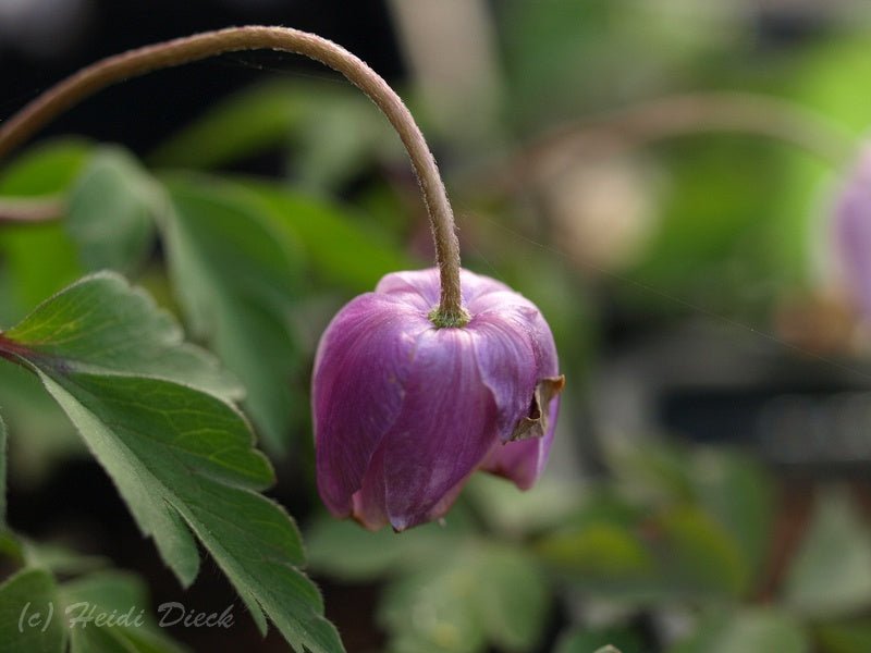 Anemone nemorosa 'Tabea' - Herrenkamper Gärten - Pflanzenraritäten