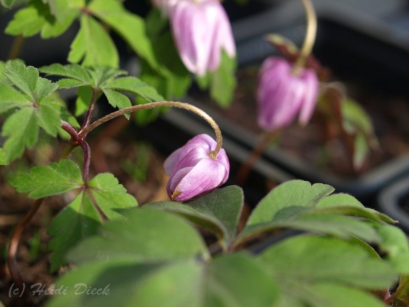 Anemone nemorosa 'Tabea' - Herrenkamper Gärten - Pflanzenraritäten