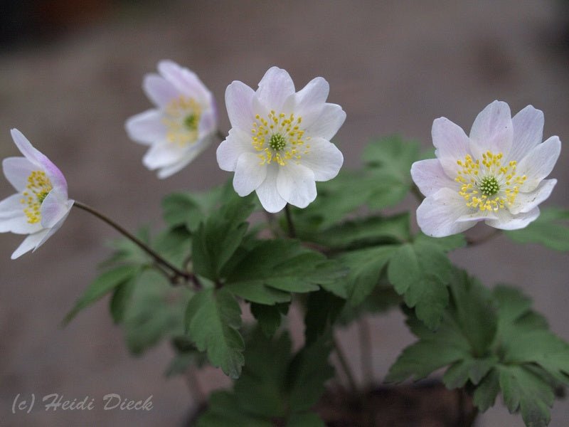 Anemone nemorosa 'Tabea' - Herrenkamper Gärten - Pflanzenraritäten