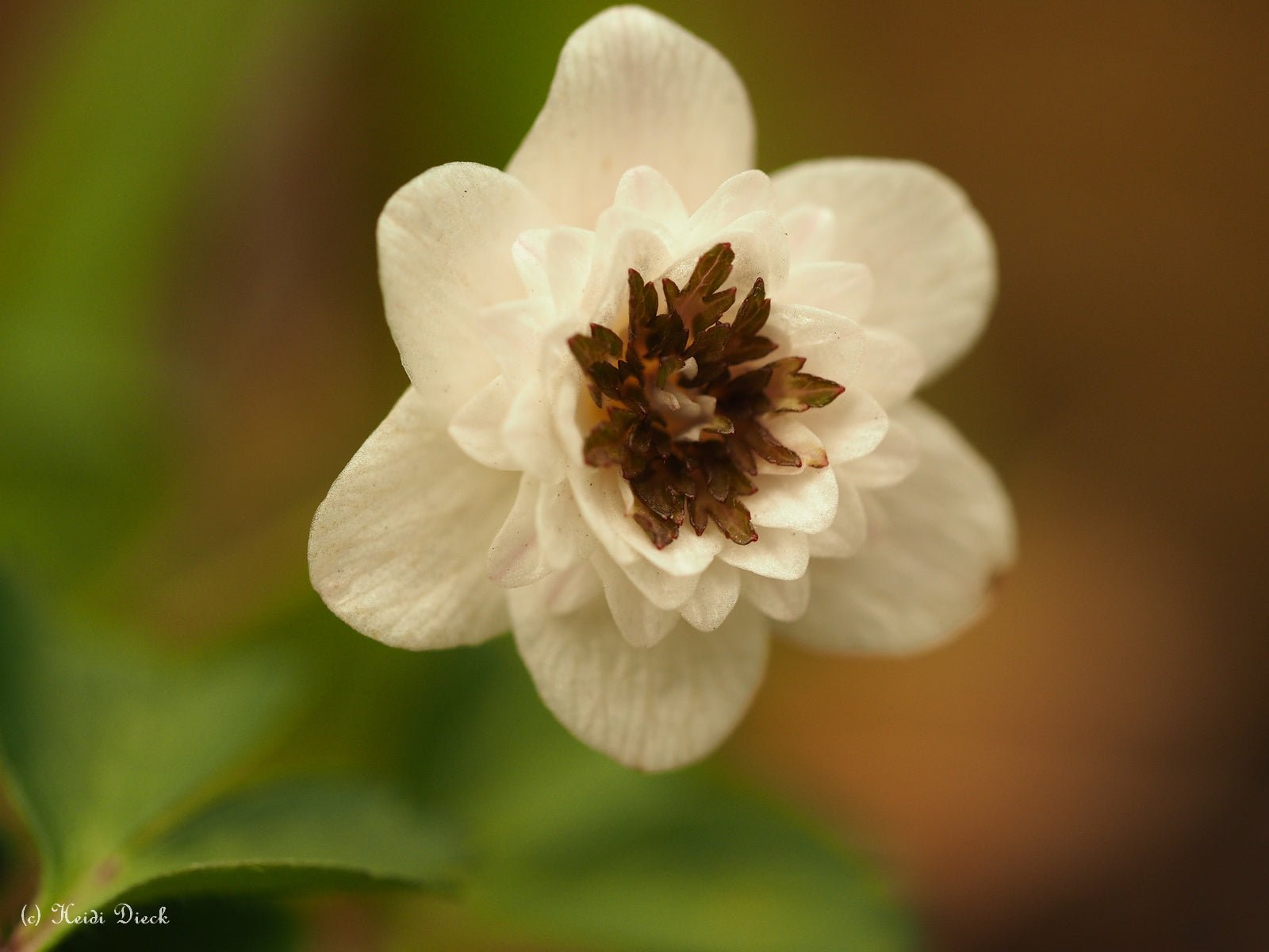 Anemone nemorosa 'Thekla' - Herrenkamper Gärten - Pflanzenraritäten