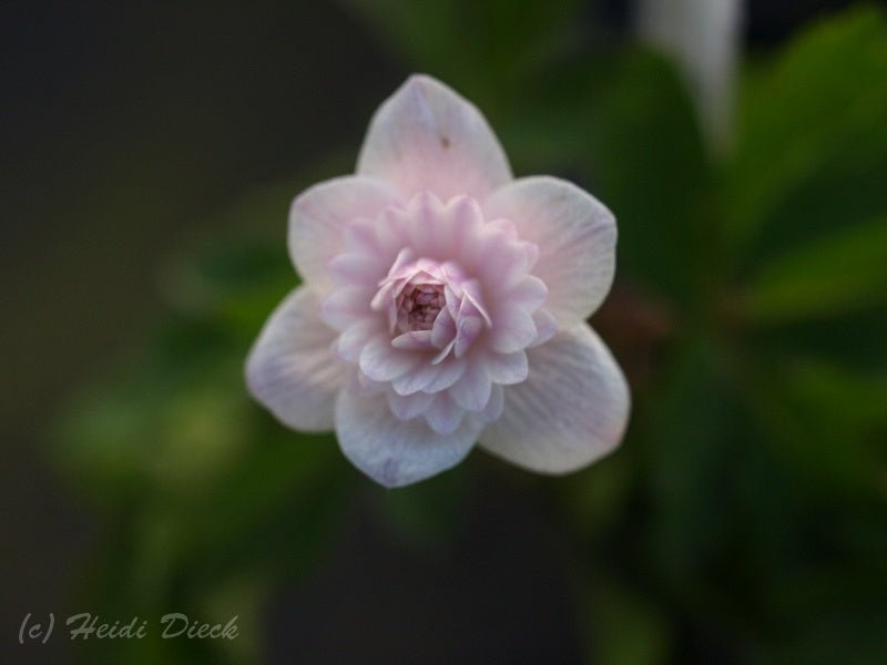 Anemone nemorosa 'Thekla' - Herrenkamper Gärten - Pflanzenraritäten