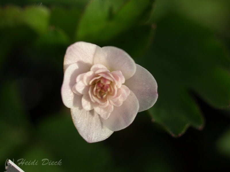 Anemone nemorosa 'Thekla' - Herrenkamper Gärten - Pflanzenraritäten