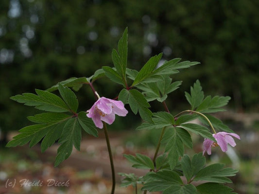 Anemone nemorosa 'Tilo' - Herrenkamper Gärten - Pflanzenraritäten