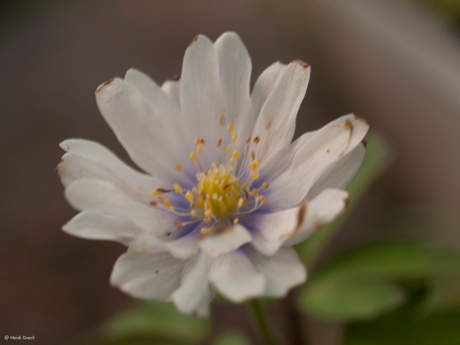 Anemone nemorosa 'Tinney s Plena' (Tinneys Blush) - Herrenkamper Gärten - Pflanzenraritäten