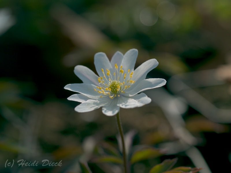 Anemone nemorosa 'Tinney s Plena' (Tinneys Blush) - Herrenkamper Gärten - Pflanzenraritäten