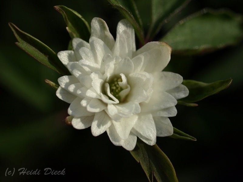 Anemone nemorosa 'Tinney s Plena' (Tinneys Blush) - Herrenkamper Gärten - Pflanzenraritäten