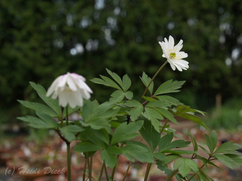 Anemone nemorosa 'Tinney s Plena' (Tinneys Blush) - Herrenkamper Gärten - Pflanzenraritäten