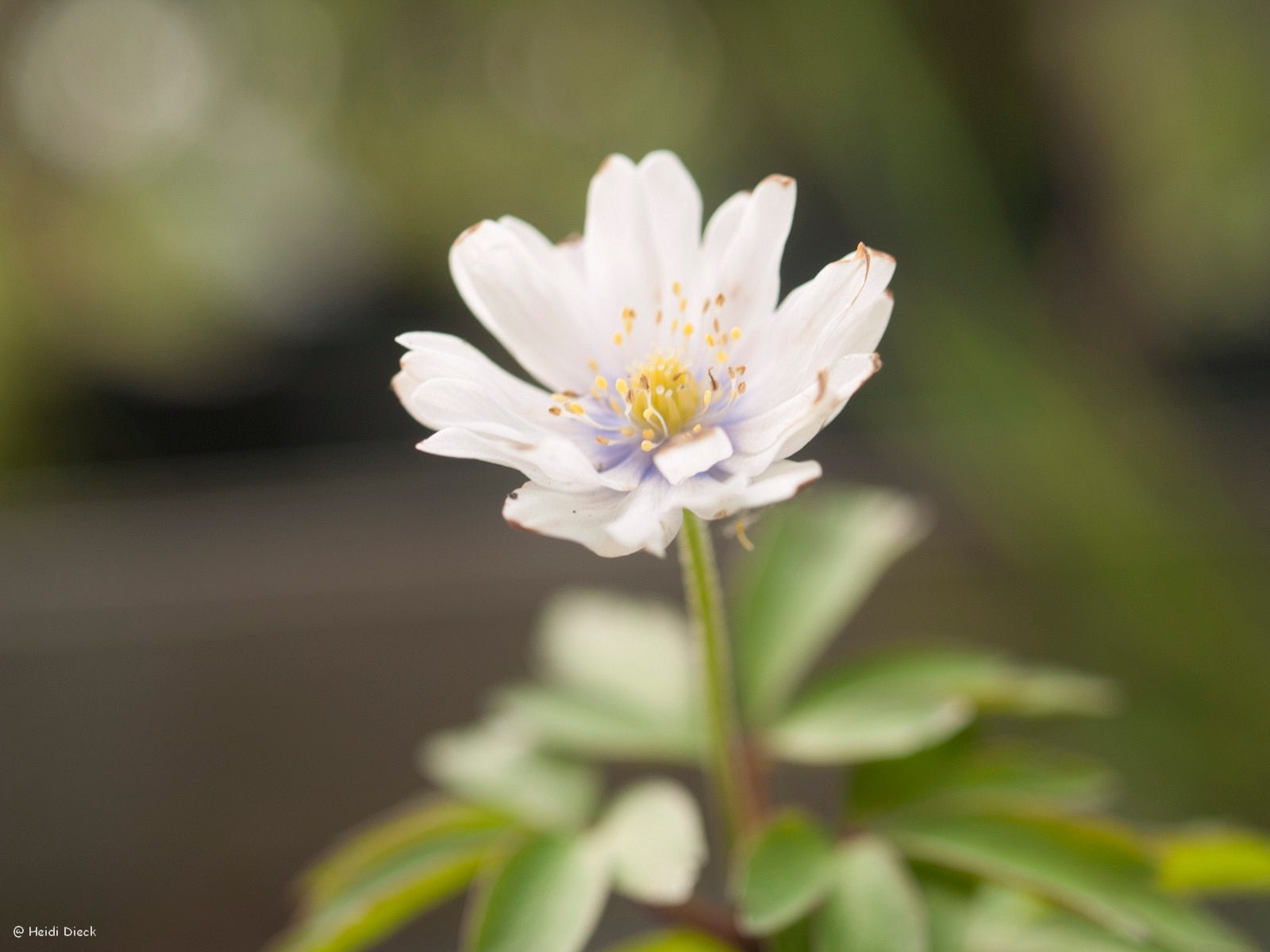 Anemone nemorosa 'Tinney s Plena' (Tinneys Blush) - Herrenkamper Gärten - Pflanzenraritäten