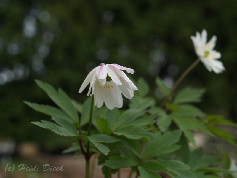 Anemone nemorosa 'Tinney s Plena' (Tinneys Blush) - Herrenkamper Gärten - Pflanzenraritäten